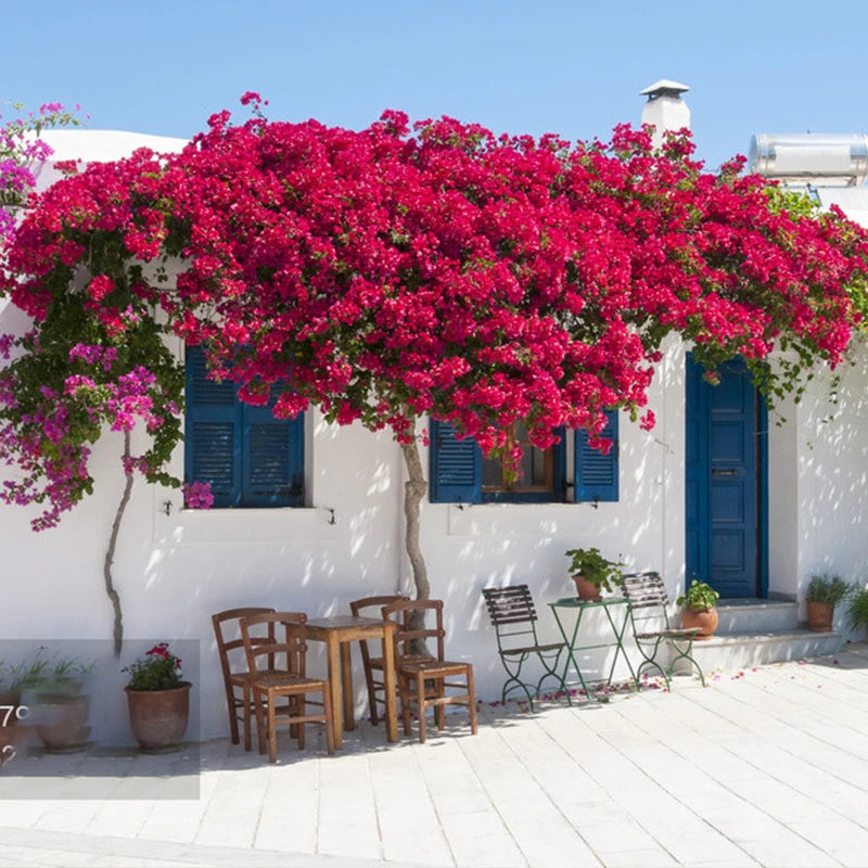 BOUGAIN VILLEA™｜Breng de zomer naar je thuis met deze kunstmatige Bougainvillea bloem