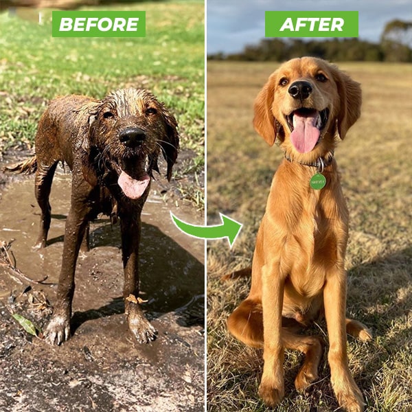 DOG SPA™ ｜Geef je hond in recordtijd moeiteloos een douche